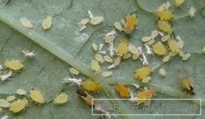 Афид - снимки на насекоми върху листа краставица